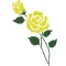 The Yellow Rose Wholesale