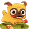 Pug Run