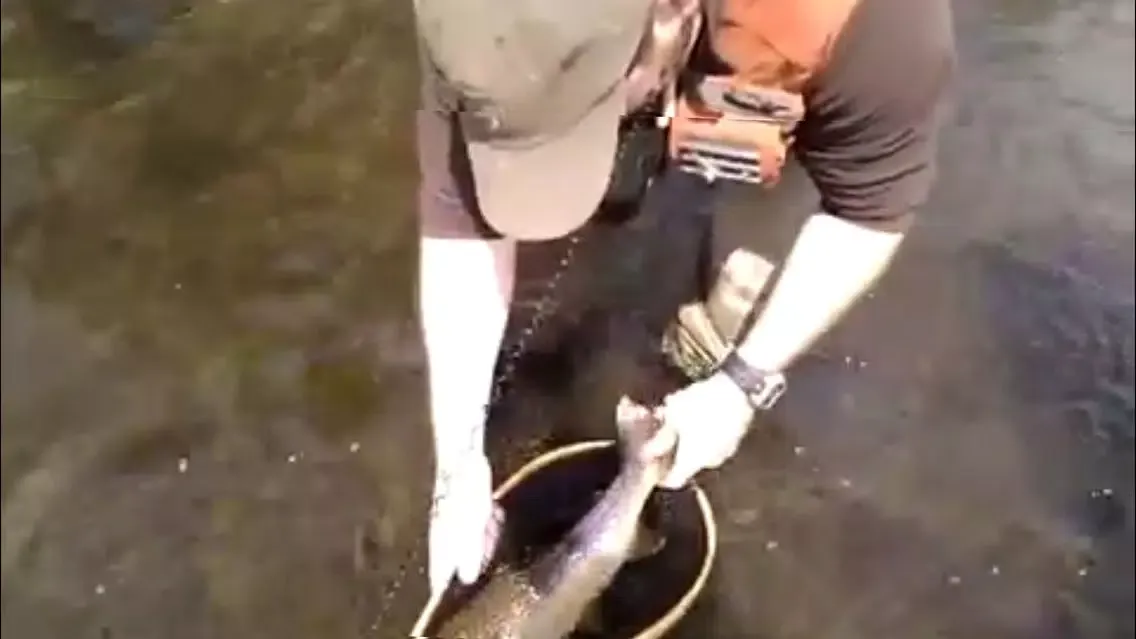 Tangkapan layar River Fishing