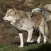 Timberwolf Sounds