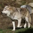 Timberwolf Sounds Timberwolf Sounds