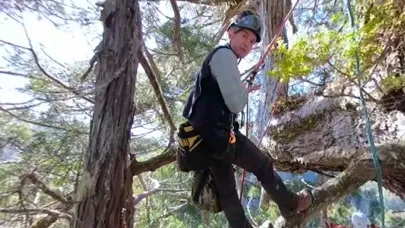 Coast Redwood Canopy 스크린샷