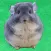 TimePic Chinchilla Talk