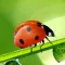 Animal Sounds Quiz  2016: Kids games