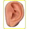 Tinnitus Perú