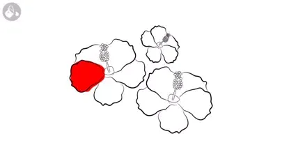 Ảnh chụp màn hình của Su'ifofoga Suamalie