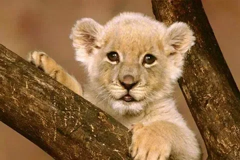 Animal Jigsaw Puzzles Screenshots