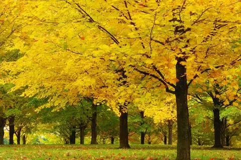 Forest Jigsaw Puzzles Ekran Görüntüleri