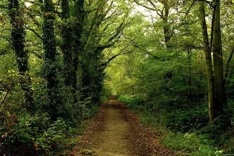 Forest Jigsaw Puzzles Ekran Görüntüleri