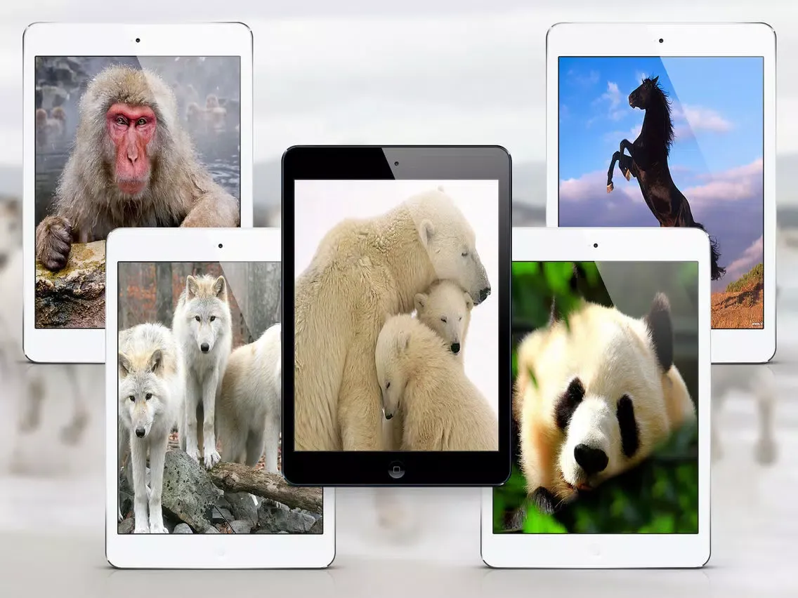 Tangkapan layar Wild Animals HD Wallpapers iPad 