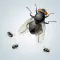 Annoying Fly HD
