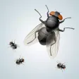 Annoying Fly App Annoying Fly App