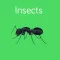 Insects Flashcard for babies and preschool