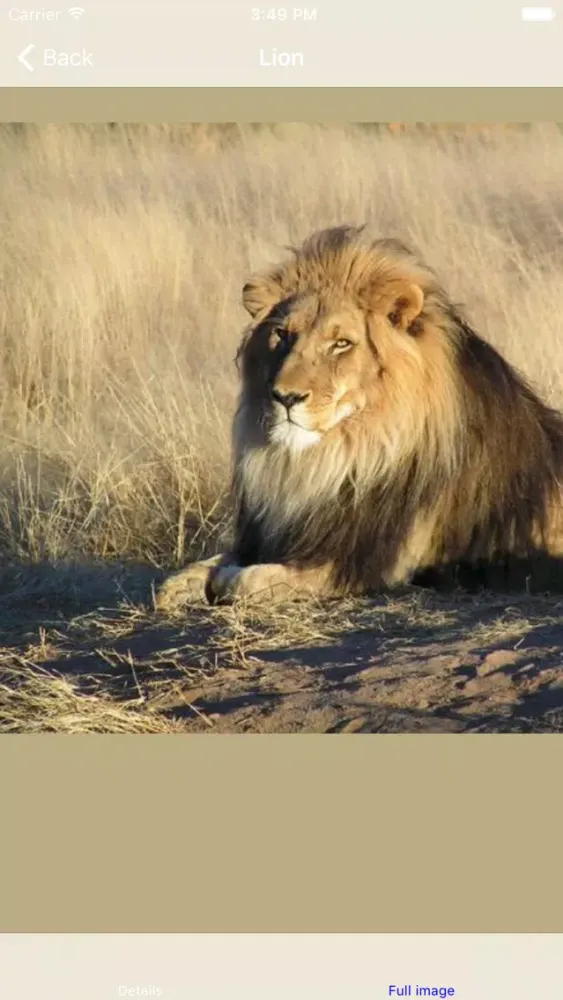 Capturas de tela do Big Cats Roar