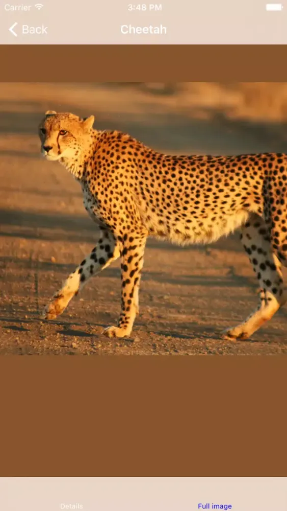 Capturas de tela do Big Cats Roar