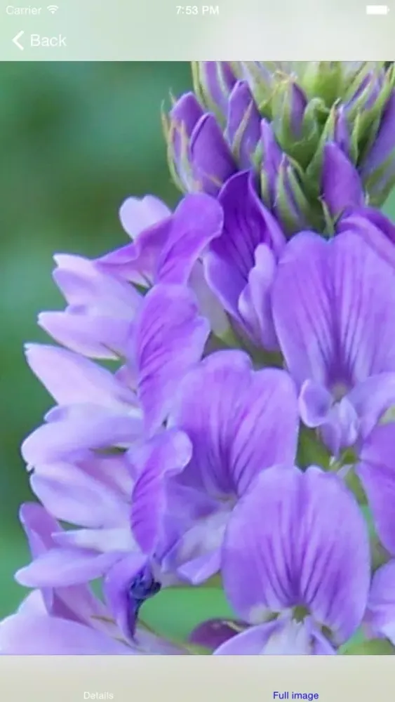 Capturas de tela do Herbs as Medicine
