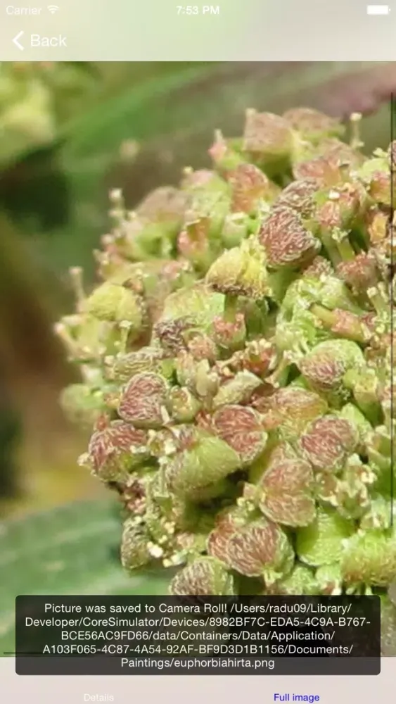 Capturas de tela do Herbs as Medicine