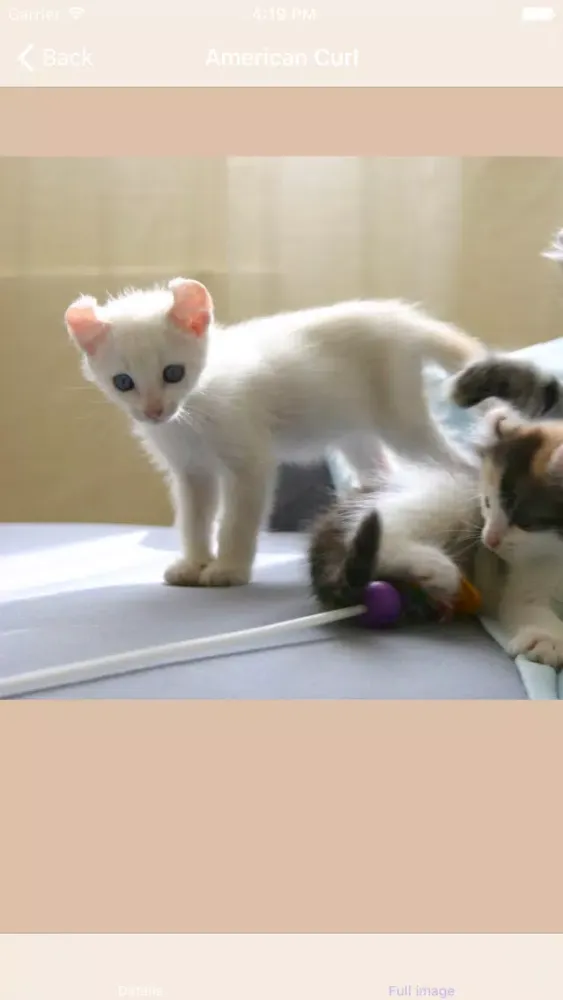 Ảnh chụp màn hình của Encyclopaedia of Kittens by Breed - with Cute Pics