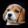 Breeds of Puppies