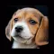 Breeds of Puppies