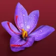 Saffron Indian Cuisine Saffron Indian Cuisine