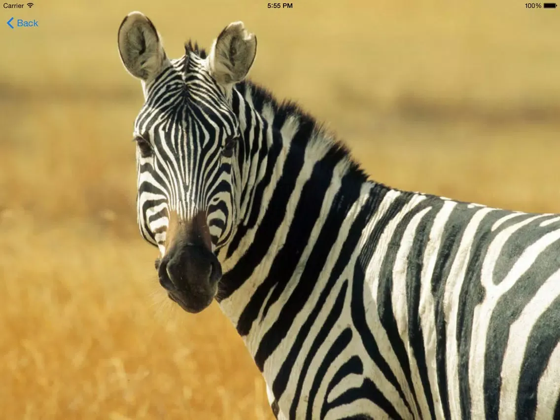 Zrzuty ekranu A2Z Animals Free iPad 