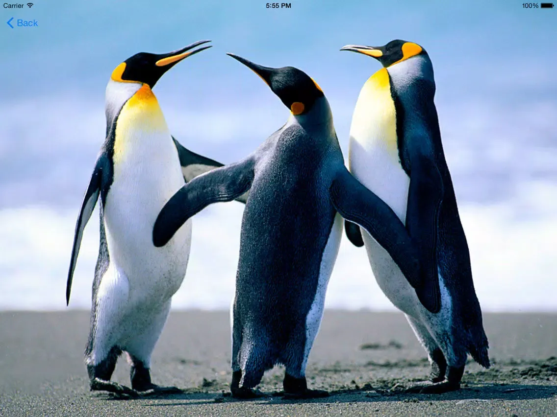 Zrzuty ekranu A2Z Animals Free iPad 