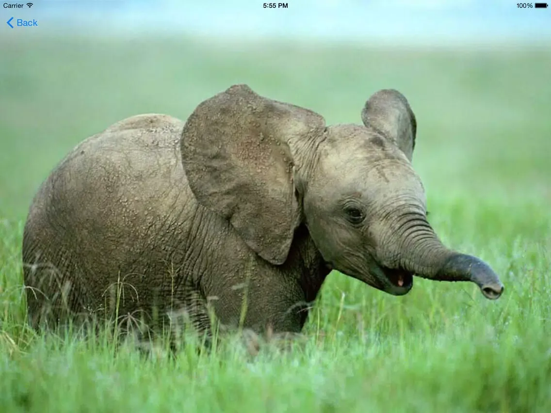 Zrzuty ekranu A2Z Animals Free iPad 