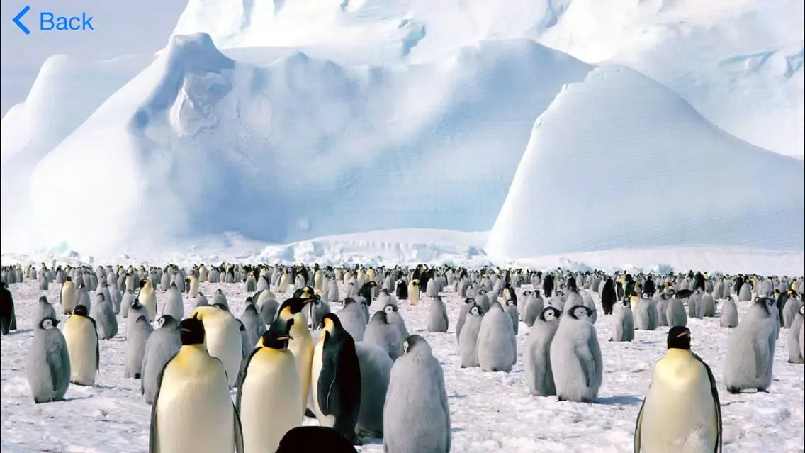 Zrzuty ekranu A2Z Animals Free