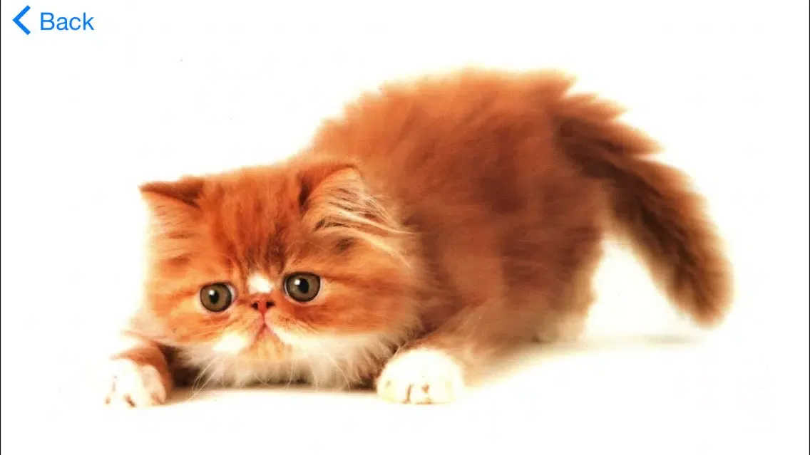 Zrzuty ekranu A2Z Animals Free