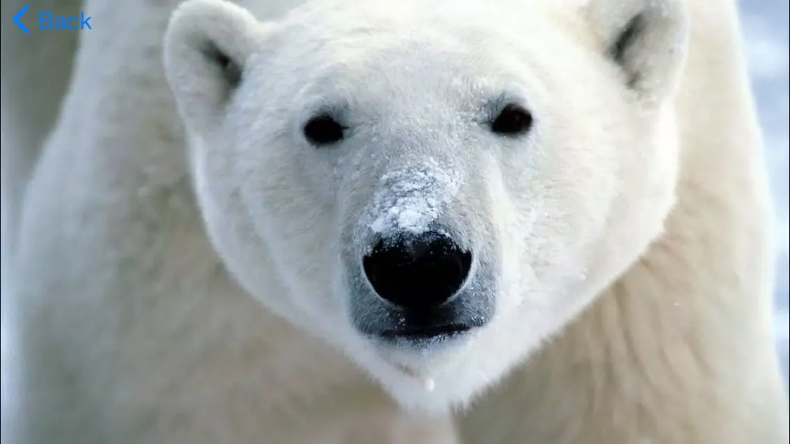 Zrzuty ekranu A2Z Animals Free