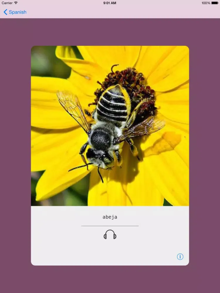 Learning Spanish (European) Basic 400 Words iPad 应用截图
