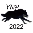 Yellowstone Wolves 2022 Yellowstone Wolves 2022