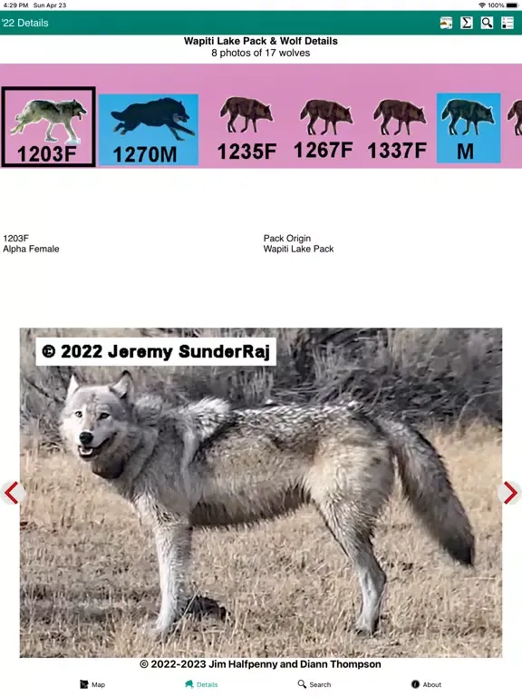 Yellowstone Wolves 2022 iPad  স্ক্রিনশট