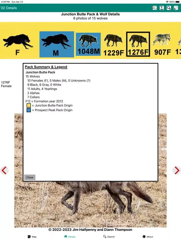 Yellowstone Wolves 2022 iPad  স্ক্রিনশট