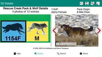 Yellowstone Wolves 2022 স্ক্রিনশট