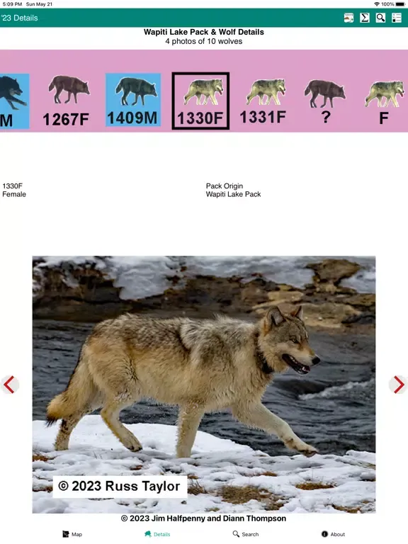Screenshot di Yellowstone Wolves 2023 iPad 