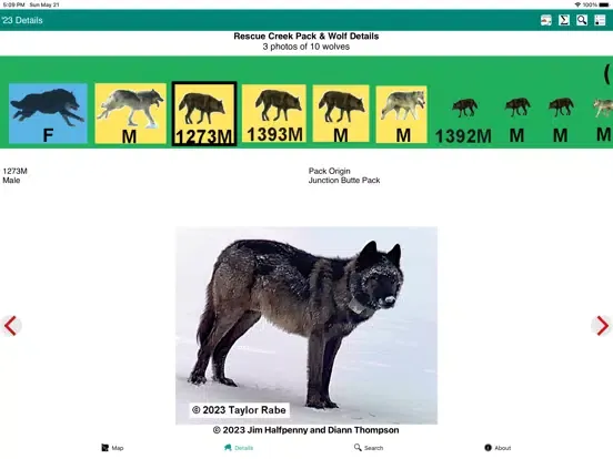 Screenshot di Yellowstone Wolves 2023 iPad 