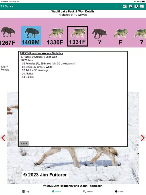 Screenshot di Yellowstone Wolves 2023 iPad 