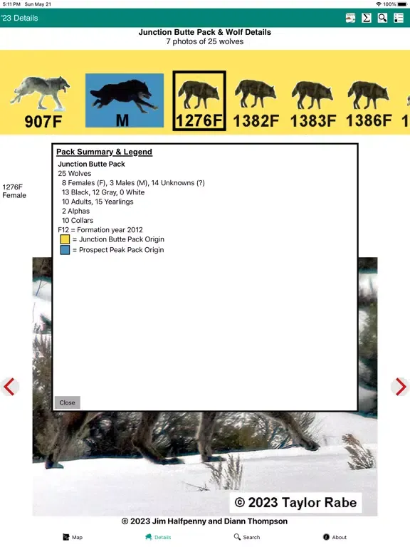 Screenshot di Yellowstone Wolves 2023 iPad 
