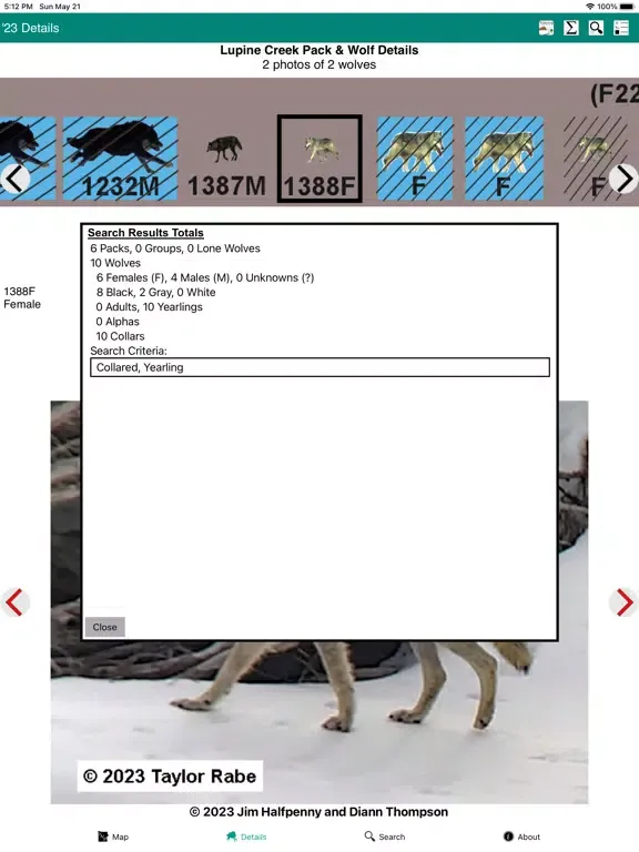 Screenshot di Yellowstone Wolves 2023 iPad 