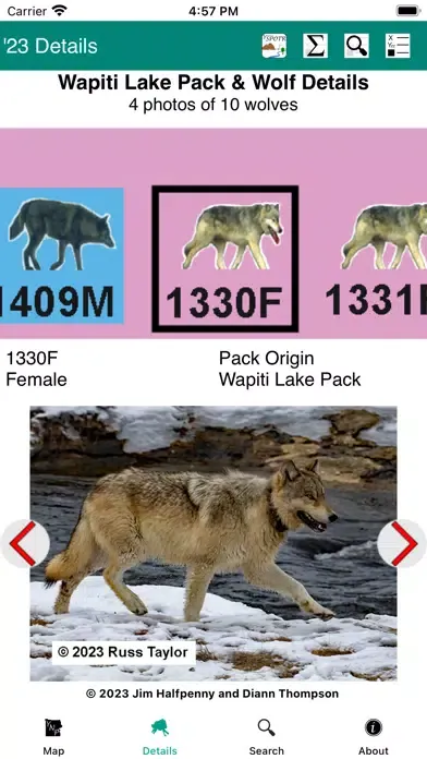 Screenshot di Yellowstone Wolves 2023