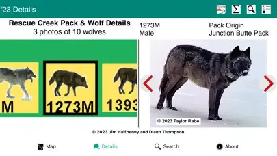 Screenshot di Yellowstone Wolves 2023
