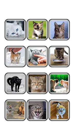 Human to Cat Translator - Meow Screenshots