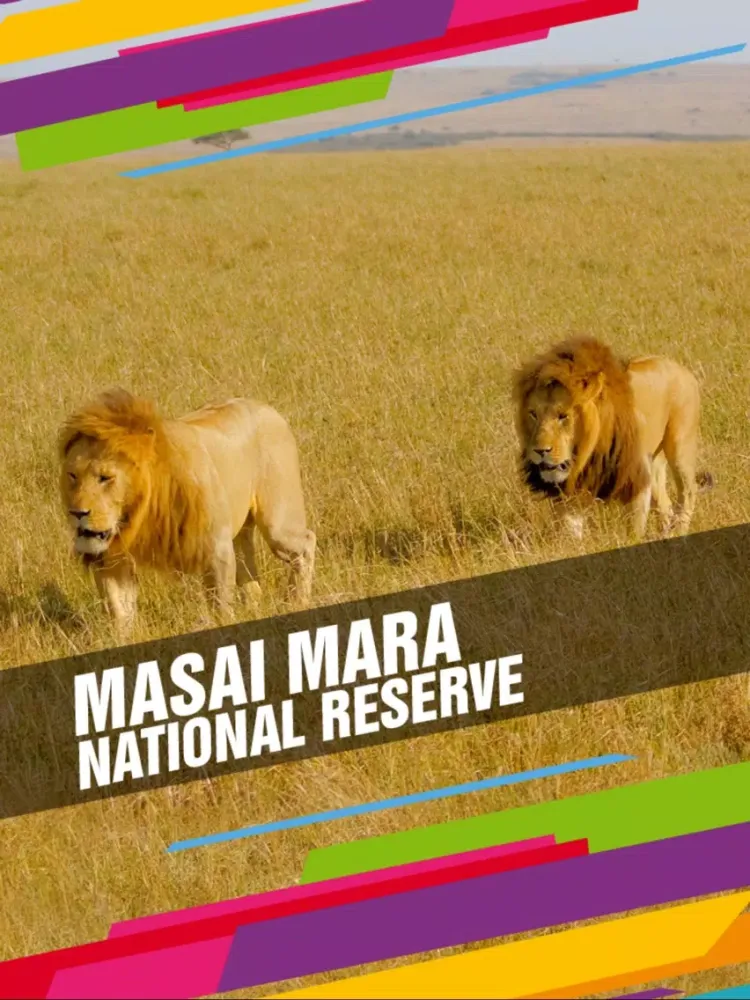 Masai Mara National Reserve Tourism Guide iPad 應用截圖