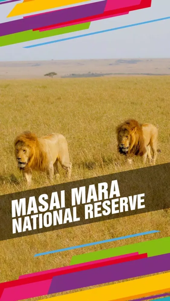 Masai Mara National Reserve Tourism Guide應用截圖