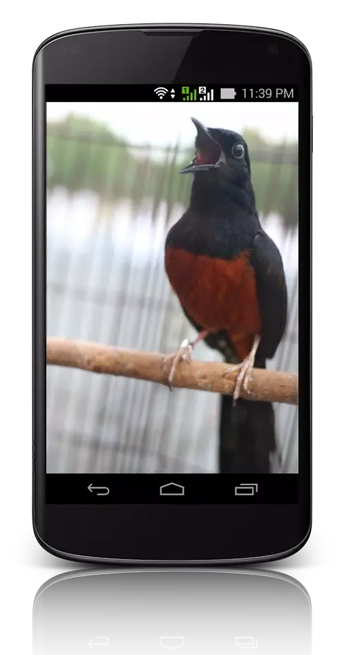 Suara Burung Screenshots