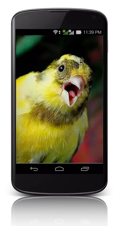Suara Burung Screenshots
