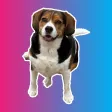 Evie Stickers Evie Stickers