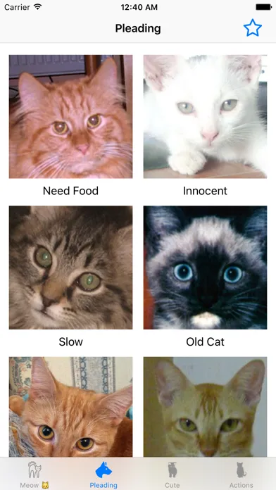 صور Cat sound - for cat lovers